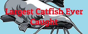 Written accounts on record of these fish taking children under. 7 Largest Catfish Ever Caught Largest Org