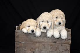 Puppies will be vet checked, have first sets of vaccinations and regular deworming. Crosshill Doodles Gallery