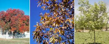 As ash tree plants have a long germination period, it is important to speed up this process by stratifying them. Protecting Ash Trees Lady Bird Johnson Wildflower Center