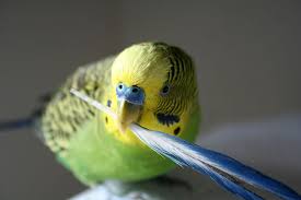 Parakeet Feather Problems Health Problems Parakeets Guide Omlet Us