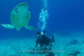 Curacao Padi Duikscholen Duikcursus Prijzen En Kosten Duiken