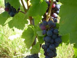 Les enfants seront très heureux si vous téléchargez ou imprimez des pages à colorier de la forêt pour eux. Coloriage Grappe De Raisins A Imprimer Et Colorier