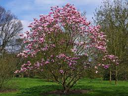 Check spelling or type a new query. Pin On Magnolias Magnoliaceae
