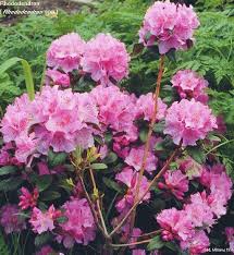 Rhododendron Rhododendron Plants Poisonous Plants