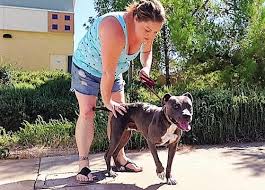 Pets 'r' us was established in alice springs in central australia in 1997, it is an australian owned and run family business. Injured Pit Bull On Road To Recovery