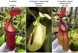 Image result for Basananthe apetala