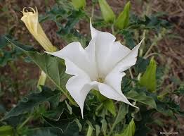 Image result for durman obecný květ