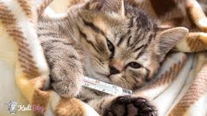 Kedilerde Grip Belirtileri Nelerdir Nasil Tedavi Edilir Kedi Blog