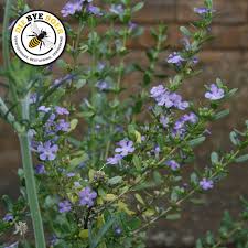 Image result for Freylinia