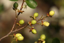 Image result for Aphloiaceae