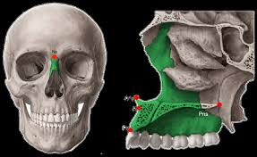 Image result for Maxillary Bone
