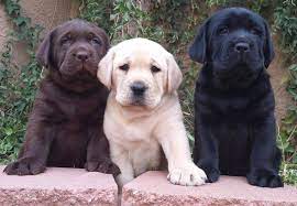English black and chocolate labrador, lab puppies for sale in michigan. Daisy Mountain Labs