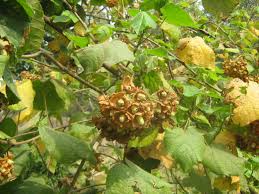 Image result for Dombeya