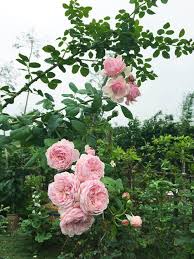 Kết quả hình ảnh cho cây hoa hồng trắng