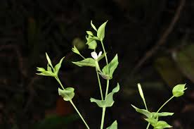 Image result for Canscora diffusa