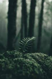 Page 3 for forest wallpapers in ultra hd or 4k. Magical Forest Aesthetic Forest Wallpaper Iphone Novocom Top
