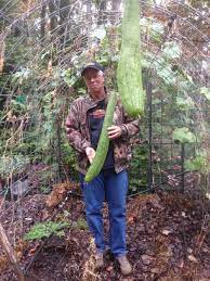 Growing Loofah Plant From Seed Gardensall Plants Garden Planning Vegetable Garden