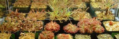 Image result for Drosera natalensis