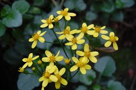 Image result for Senecio auriculatissimus