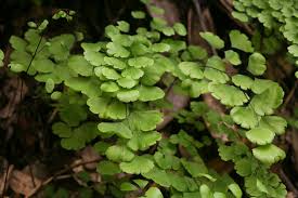 Image result for Acalypha psilostachya