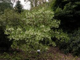 Image result for Chionanthus niloticus