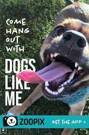 Zoopix A Free App For Cute Dogs And Every Kind Of Pet Join The Zoo Cute Ferrets Cute Dogs Dog Magazine