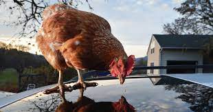 We did not find results for: Don T Kiss Or Snuggle Backyard Poultry Cdc Warns In Salmonella Alert