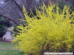 Hgic 1064 Forsythia Extension Clemson University South Carolina Easy Landscaping Front Yard Landscape Design Forsythia