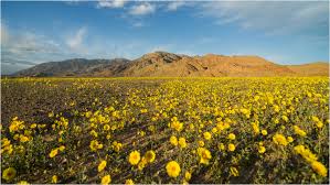 Maybe you would like to learn more about one of these? Death Valley Bursts To Life With Rare Super Bloom Smart News Smithsonian Magazine