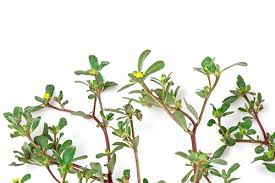 It can be eaten as a cooked vegetable and is great to use in salads, soups, stews or any dish you wish to sprinkle it over. What Is Purslane Cookthink