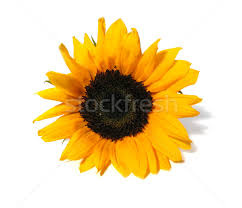 Select from premium sunflower white background images of the highest quality. Sunflower White Background Stock Photo C Elenaphoto 128488 Stockfresh