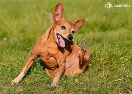 Treatment of hair loss related to allergies in dogs ideally, the best treatment involves treating the region of hair loss, breaking the itch cycle, and removing the underlying cause. Home Remedies For Dog Hair Loss And Itching The Best Barkibu Us