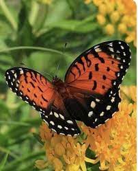 Pin By Juan Lauria On Butterflies And Moths Beautiful Butterflies Morpho Butterfly Butterfly Garden