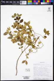 Image result for Secamone delagoensis