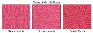 Connective tissue is the type of tissue that has a non living matrix. Types Of Animal Tissues Ck 12 Foundation