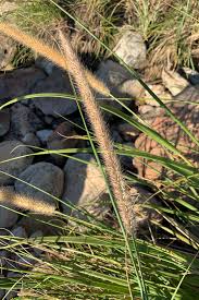 Image result for Cenchrus macrourus