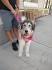 Siberpoo (Siberian Husky Poodle Mix) Info, Temperament ...