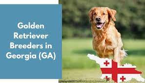 Breeder of goldens for 20+ years. 39 Golden Retriever Breeders In Georgia Ga Golden Retriever Puppies For Sale Animalfate