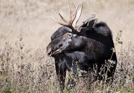 We do have about 25 to 35 reports every year of moose being in. Moose In 4 Upper Midwestern States May Get Protection Portland Press Herald
