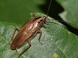 In addition to our quarterly pest control services, we offer also offer our pest advantage, a home pest control, rodent control and sentricon® termite protection plan. Florida Pest Control Southwest And Southeast Fl Exterminator Advantage Pest Related Services