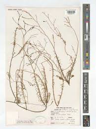 Image result for Thunbergianthus ruwenzoriensis