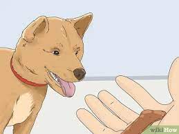 How To Get A Puppy To Stop Growling When You Pick Them Up
