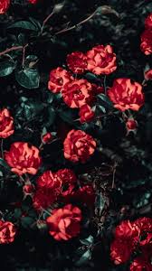 Flowers Background Iphone Flowersbackgroundiphone Fondecran Click Here To Download Fo Flower Background Iphone Nature Backgrounds Iphone Flower Aesthetic