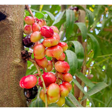 Image result for Lepisanthes