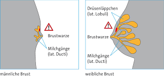 Brustkrebs Beim Mann Haufigkeit Und Ursachen Mamma Mia Online Das Brustkrebsmagazin