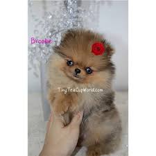 Teacup Black And Brown Pomeranian Google Image Result For Http Dogsimages Nextdaypets Com 860834 Ae04609b A141 4204 A511 4bbeb29dd64a Pomeranian Puppy For Sale Pomeranian Puppy Puppy Dog Eyes