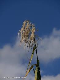 Image result for Phragmites mauritianus