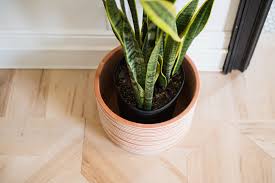 We did not find results for: The Complete Guide To Caring For Your House Plants Snake Plant Edition Vintage Revivals