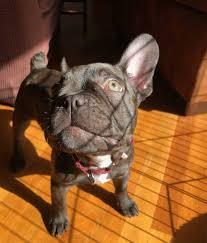 He's also a good choice for those frenchies don't shed much, but twice a year they lose their undercoat. French Bulldog Dry Skin Problems Common Causes And Simple Solutions For Healthy Skin Frenchie Journey