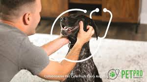 Now it's easier to find great businesses with recommendations. Lawton S Animal Hospital Home Facebook